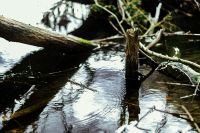 Kaboompics - Forest Stream with Fallen Tree Trunk and Water Reflections