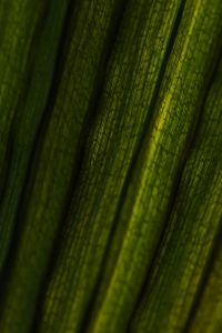 Kaboompics - Palm Leaf Veins Close Up Vertical Texture