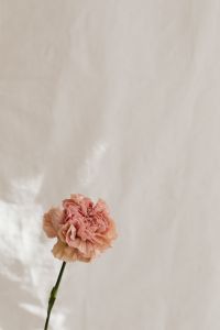 Kaboompics - Minimal Bloom Composition with White Fabric Folds