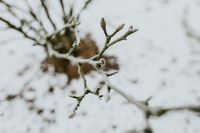 Kaboompics - Close-ups of snowy trees