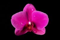 Kaboompics - Pink Orchid Flower Horizontal Composition On Black Background