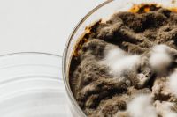 Kaboompics - Glass Petri Dish Rim Around Fuzzy Mold, Macro