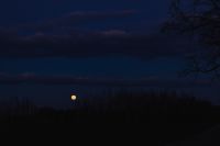 Kaboompics - Moon and Bare Branches at Blue Hour