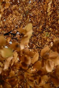 Kaboompics - Soft-Focus Golden Autumn Leaves and Warm Bokeh, Fall Background