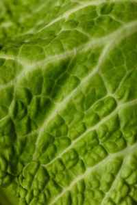 Kaboompics - Bright Green Cabbage Leaf Texture, Macro Food Background