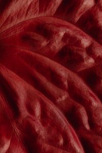 Kaboompics - Overlapping Curled Red Leaves with Glossy Creases and Dark Pockets