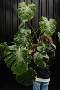 Kaboompics - A large monstera plant in a pot