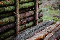 Kaboompics - Moss-Covered Fallen Logs in the Autumn Forest