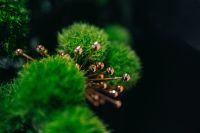 Kaboompics - Close-ups of green plants