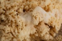 Kaboompics - Close-Up of Natural Sea Sponge Pores