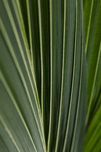 Kaboompics - Striped Palm Leaf Texture Close-Up
