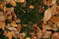 Kaboompics - Brown Fallen Leaves On Green Grass Autumn Background