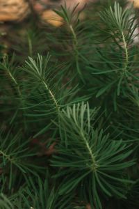 Kaboompics - Soft-Focus Evergreen Needles in a Forest Background