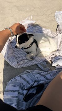 Kaboompics - Small Dog Relaxing On A Beach Towel In The Sun