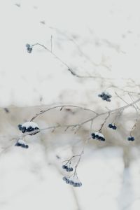 Kaboompics - Chokeberry on the branch covered with snow