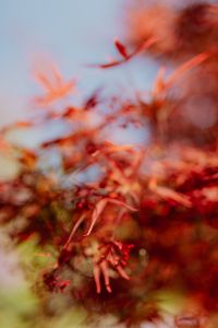 Kaboompics - Textured Red Leaves on a Garden Bush