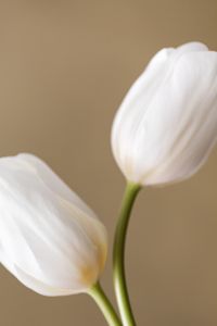 Kaboompics - Two White Tulips Close-Up