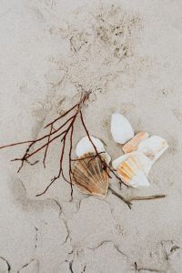 Kaboompics - Seashells and a Twig on Sandy Beach