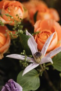 Kaboompics - Peach Rose and Purple Clematis Close-Up
