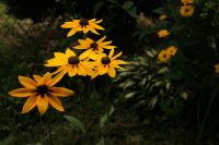 Kaboompics - Yellow Black Eyed Susan Flowers Blooming in a Moody Garden