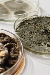 Kaboompics - Close-Up of Green Mold Culture Beside Brown Fungi