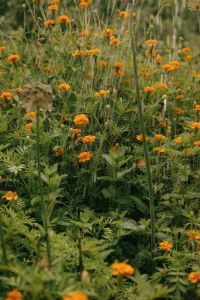 Kaboompics - Orange Marigolds in a Rainy Countryside Garden, Wildflower and Green Foliage Background