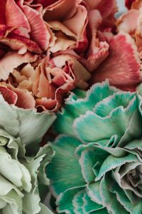 Kaboompics - Colorful carnations flowers - Dianthus caryophyllus