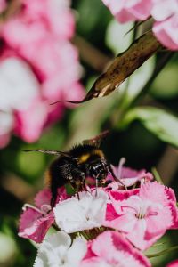 Kaboompics - Bumblebee