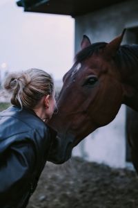 Brown horse in an enclosure