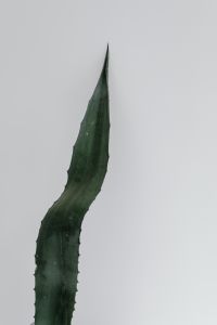 Kaboompics - Agave Leaf Detail Rising From A Clear Vase In A White Interior