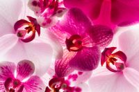 Kaboompics - Vibrant Pink Orchid Pattern Filling The Frame