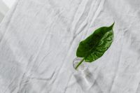 Kaboompics - Top View of Alocasia Leaf and Glass Vase on White Linen