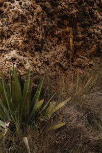 Kaboompics - Dry Coastal Flower Stalk on a Porous Limestone Wall