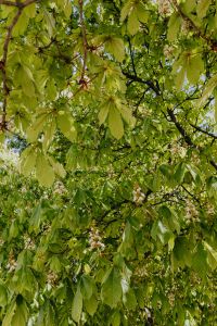 Kaboompics - Blooming chestnuts in spring