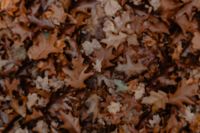 Kaboompics - Autumn leaves - shades of brown