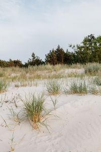 Kaboompics - Grass on a beach
