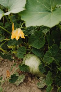 Kaboompics - Cucumber Vine with Yellow Flower