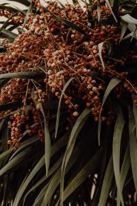 Kaboompics - Dried Seed Heads among Long Green Leaves