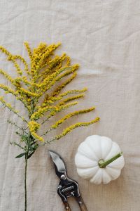 Kaboompics - Vertical Goldenrod Spray with Pruning Shears and White Pumpkin on Beige Linen