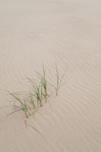 Kaboompics - Small Dune Grass Clump in Rippling Sand