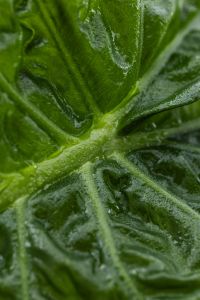 Kaboompics - Close-Up Green Alocasia Leaf