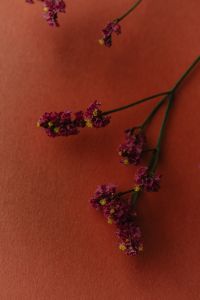 Kaboompics - Burgundy Flowering Branches on Terracotta Background