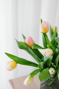Kaboompics - Single Pastel Tulip on White Curtain with Copy Space for Minimal Spring Graphics