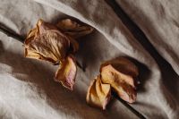 Kaboompics - Two Dried Roses with Soft Shadows on Linen Fabric