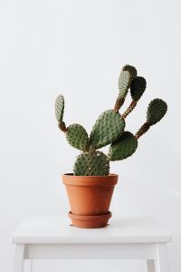 Kaboompics - Potted Opuntia Prickly Pear Cactus on White Background