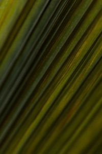 Kaboompics - Palm Leaf Lines Close Up With Deep Green Contrast