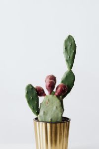 Kaboompics - Minimal Potted Opuntia Cactus With Green Pads