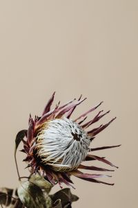 Kaboompics - Dried Protea Flower With White Center On Beige