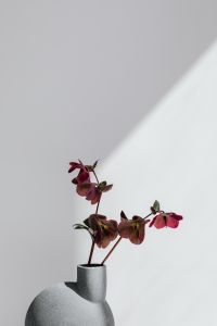 Kaboompics - Burgundy Hellebores in a Gray Vase by a Sunlit Wall