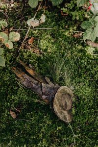 Kaboompics - Fallen Log on a Mossy Forest Floor